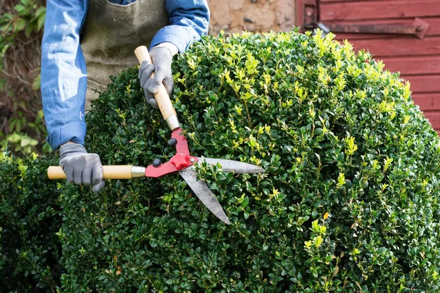 Shurb Trimming example 2